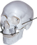 Spectrum-skull.png