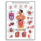 Gastrointestinal System Chart Product Image