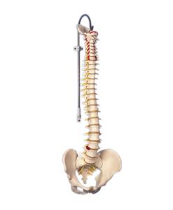 Spine Model (Anatomical Model - flexible spine, classic, with male pelvis) Product Image